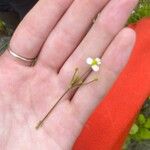 Alisma subcordatum Flower