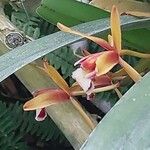 Cymbidium finlaysonianum Flower