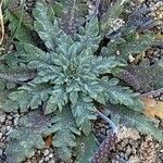 Plantago ovata Habit