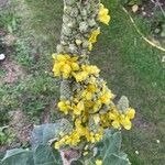 Verbascum densiflorumFlower