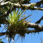 Tillandsia fasciculata Yaprak