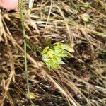 Bupleurum baldense Flower