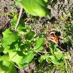 Lonicera sempervirens Leaf