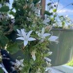 Campanula garganica Flor