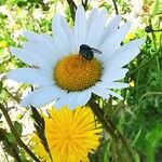 Leucanthemum vulgareFlower