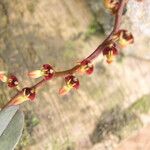 Bulbophyllum falcatum Цветок