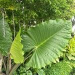 Alocasia macrorrhizosBlad