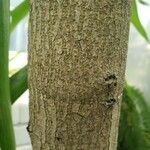 Hymenaea courbaril Corteza