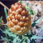 Leuzea conifera Fruit