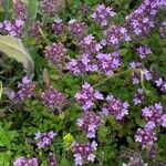 Thymus serpyllumFlower