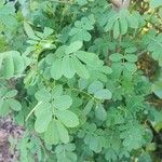 Cassia obtusifolia Leaf