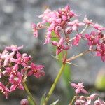 Galium rubrum Цвят