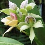 Prosthechea chacaoensis Flower