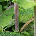 Salvia hierosolymitana Corteza