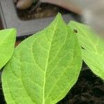 Capsicum pubescens Hoja