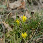 Gagea bohemica Fula
