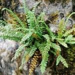 Asplenium viride برگ