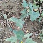 Passiflora lutea Leaf