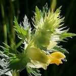 Rhinanthus major Blomma