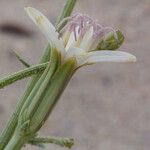 Chaetadelpha wheeleri Flower
