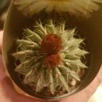 Parodia buiningii Hoja