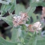 Pseudognaphalium undulatum Frukto