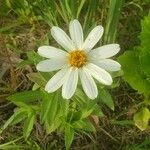 Melampodium leucanthum Λουλούδι