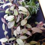 Peperomia candelaber Други