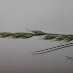 Festuca polycolea Flower