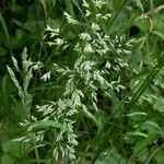 Poa pratensis Bleunienn