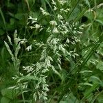 Poa pratensis Flower