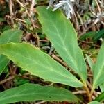 Helleborus niger Leaf