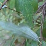 Ageratina riparia Folha