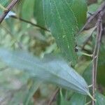 Ageratina riparia Leaf