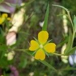 Ludwigia alternifolia 花