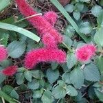 Acalypha herzogiana Květ