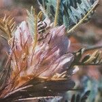 Astragalus sempervirens Flors