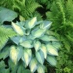 Hosta sieboldiana Folha