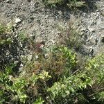 Berberis everestiana Habit