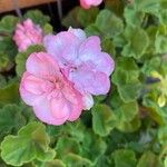 Pelargonium zonaleBlüte