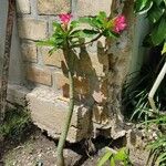 Adenium obesumЦвят