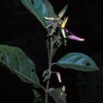 Solanum subinerme Blüte