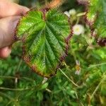 Rubus tricolor Leaf