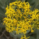 Senecio atratus Flower