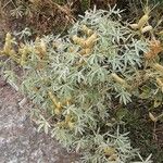 Lupinus angustifolius Libunga