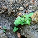 Rubus camptostachys 葉