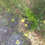 Tuberaria guttataFlower