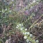 Asparagus acutifoliusFruit