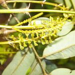 Alfaroa guanacastensis Blomma