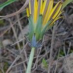 Taraxacum obovatum 花